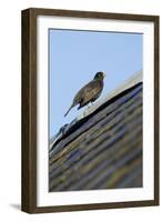 Male Blackbird (Turdus Merula) Perched on Old Barn Roof, Inverness-Shire, Scotland, UK, November-Mark Hamblin-Framed Photographic Print