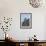 Male Blackbird (Turdus Merula) Perched on Old Barn Roof, Inverness-Shire, Scotland, UK, November-Mark Hamblin-Framed Photographic Print displayed on a wall