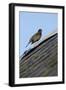 Male Blackbird (Turdus Merula) Perched on Old Barn Roof, Inverness-Shire, Scotland, UK, November-Mark Hamblin-Framed Photographic Print