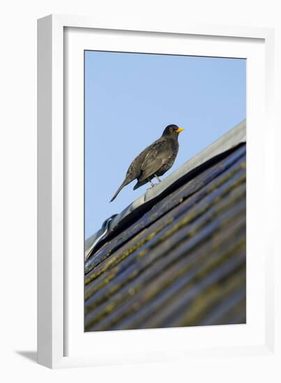 Male Blackbird (Turdus Merula) Perched on Old Barn Roof, Inverness-Shire, Scotland, UK, November-Mark Hamblin-Framed Photographic Print