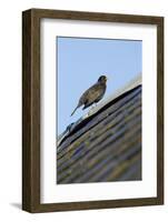 Male Blackbird (Turdus Merula) Perched on Old Barn Roof, Inverness-Shire, Scotland, UK, November-Mark Hamblin-Framed Photographic Print