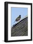 Male Blackbird (Turdus Merula) Perched on Old Barn Roof, Inverness-Shire, Scotland, UK, November-Mark Hamblin-Framed Photographic Print