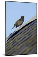 Male Blackbird (Turdus Merula) Perched on Old Barn Roof, Inverness-Shire, Scotland, UK, November-Mark Hamblin-Mounted Photographic Print