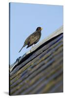 Male Blackbird (Turdus Merula) Perched on Old Barn Roof, Inverness-Shire, Scotland, UK, November-Mark Hamblin-Stretched Canvas