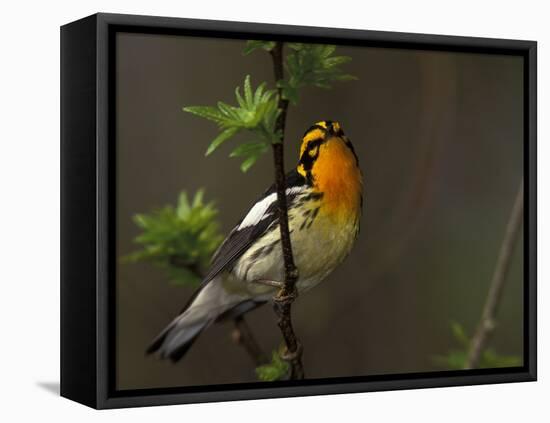 Male Blackburnian Warbler in Breeding Plumage, Pt. Pelee National Park, Ontario, Canada-Arthur Morris-Framed Stretched Canvas