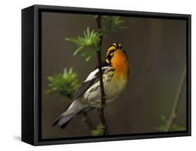 Male Blackburnian Warbler in Breeding Plumage, Pt. Pelee National Park, Ontario, Canada-Arthur Morris-Framed Stretched Canvas