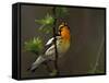 Male Blackburnian Warbler in Breeding Plumage, Pt. Pelee National Park, Ontario, Canada-Arthur Morris-Framed Stretched Canvas