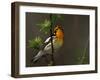 Male Blackburnian Warbler in Breeding Plumage, Pt. Pelee National Park, Ontario, Canada-Arthur Morris-Framed Premium Photographic Print