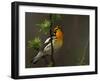 Male Blackburnian Warbler in Breeding Plumage, Pt. Pelee National Park, Ontario, Canada-Arthur Morris-Framed Premium Photographic Print