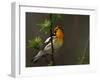 Male Blackburnian Warbler in Breeding Plumage, Pt. Pelee National Park, Ontario, Canada-Arthur Morris-Framed Premium Photographic Print