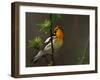 Male Blackburnian Warbler in Breeding Plumage, Pt. Pelee National Park, Ontario, Canada-Arthur Morris-Framed Photographic Print
