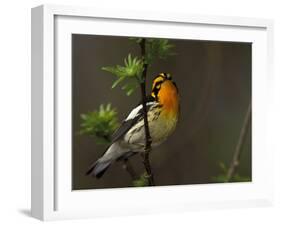 Male Blackburnian Warbler in Breeding Plumage, Pt. Pelee National Park, Ontario, Canada-Arthur Morris-Framed Photographic Print