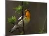 Male Blackburnian Warbler in Breeding Plumage, Pt. Pelee National Park, Ontario, Canada-Arthur Morris-Mounted Photographic Print