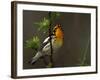 Male Blackburnian Warbler in Breeding Plumage, Pt. Pelee National Park, Ontario, Canada-Arthur Morris-Framed Photographic Print