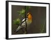 Male Blackburnian Warbler in Breeding Plumage, Pt. Pelee National Park, Ontario, Canada-Arthur Morris-Framed Photographic Print