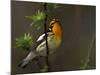 Male Blackburnian Warbler in Breeding Plumage, Pt. Pelee National Park, Ontario, Canada-Arthur Morris-Mounted Photographic Print