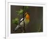 Male Blackburnian Warbler in Breeding Plumage, Pt. Pelee National Park, Ontario, Canada-Arthur Morris-Framed Photographic Print