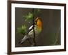 Male Blackburnian Warbler in Breeding Plumage, Pt. Pelee National Park, Ontario, Canada-Arthur Morris-Framed Photographic Print