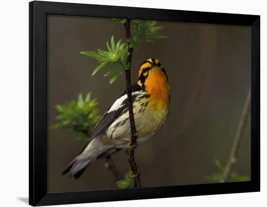 Male Blackburnian Warbler in Breeding Plumage, Pt. Pelee National Park, Ontario, Canada-Arthur Morris-Framed Photographic Print