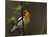 Male Blackburnian Warbler in Breeding Plumage, Pt. Pelee National Park, Ontario, Canada-Arthur Morris-Mounted Photographic Print