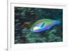 Male Bleeker's parrotfish displaying, Raja Ampat, Indonesia-Alex Mustard-Framed Photographic Print