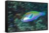 Male Bleeker's parrotfish displaying, Raja Ampat, Indonesia-Alex Mustard-Framed Stretched Canvas