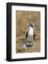 Male Blue-footed booby walking on sand, Galapagos-Tui De Roy-Framed Photographic Print