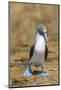 Male Blue-footed booby walking on sand, Galapagos-Tui De Roy-Mounted Photographic Print