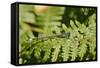 Male Blue-Tailed Damselfly (Ischnura Elegans) Resting on a Bracken Frond-Nick Upton-Framed Stretched Canvas