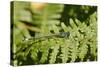 Male Blue-Tailed Damselfly (Ischnura Elegans) Resting on a Bracken Frond-Nick Upton-Stretched Canvas