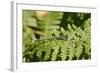 Male Blue-Tailed Damselfly (Ischnura Elegans) Resting on a Bracken Frond-Nick Upton-Framed Photographic Print