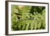 Male Blue-Tailed Damselfly (Ischnura Elegans) Resting on a Bracken Frond-Nick Upton-Framed Photographic Print