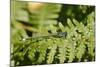 Male Blue-Tailed Damselfly (Ischnura Elegans) Resting on a Bracken Frond-Nick Upton-Mounted Photographic Print