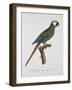 Male Blue-Winged Macaw-Jacques Barraband-Framed Giclee Print