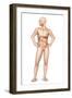 Male Body Standing, with Full Digestive System Superimposed-null-Framed Art Print