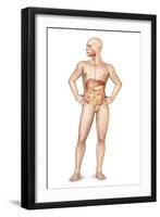 Male Body Standing, with Full Digestive System Superimposed-null-Framed Art Print