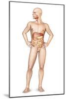 Male Body Standing, with Full Digestive System Superimposed-null-Mounted Art Print