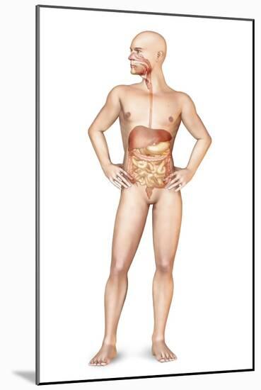 Male Body Standing, with Full Digestive System Superimposed-null-Mounted Art Print