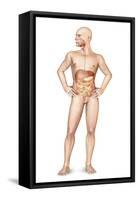 Male Body Standing, with Full Digestive System Superimposed-null-Framed Stretched Canvas