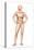 Male Body Standing, with Full Digestive System Superimposed-null-Stretched Canvas