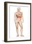 Male Body Standing, with Full Respiratory System Superimposed-null-Framed Art Print