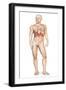 Male Body Standing, with Full Respiratory System Superimposed-null-Framed Art Print