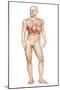 Male Body Standing, with Full Respiratory System Superimposed-null-Mounted Art Print