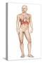 Male Body Standing, with Full Respiratory System Superimposed-null-Stretched Canvas