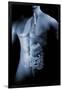 Male Body with Internal Organs-null-Framed Art Print