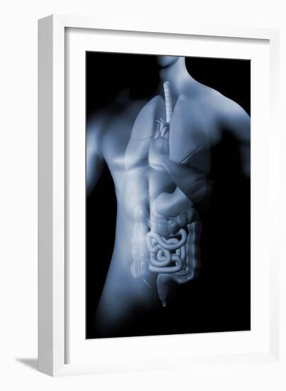 Male Body with Internal Organs-null-Framed Art Print