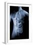 Male Body with Internal Organs-null-Framed Art Print