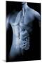 Male Body with Internal Organs-null-Mounted Art Print