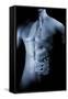 Male Body with Internal Organs-null-Framed Stretched Canvas