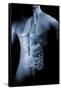 Male Body with Internal Organs-null-Framed Stretched Canvas